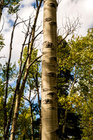 Eyes of the Forest