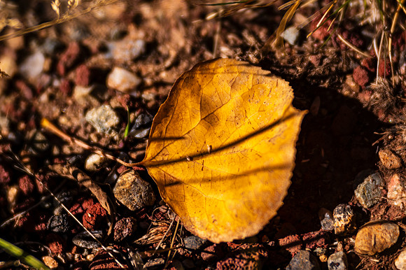 _DSC4429