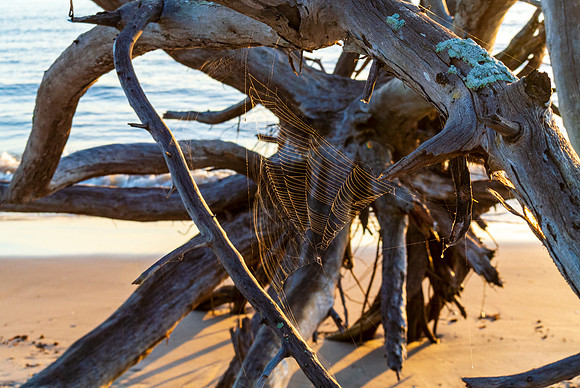 Amelia Island Driftwood Sunrise