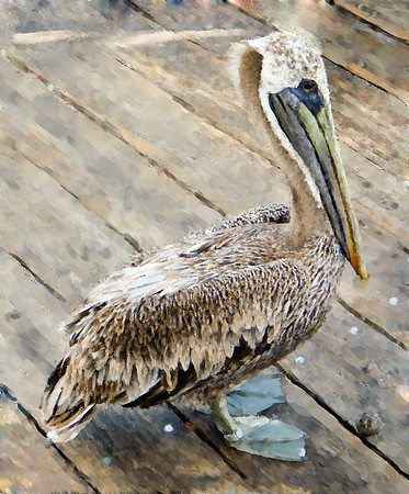 Painted Pelican