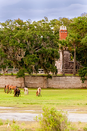 Cumberland Island Wild Horses 02