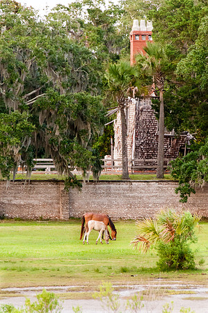 Cumberland Island Wild Horses 03