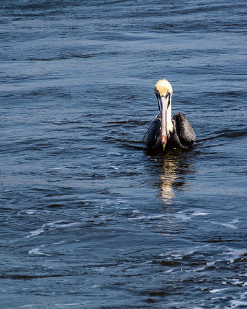 Amelia Island harbor pelican